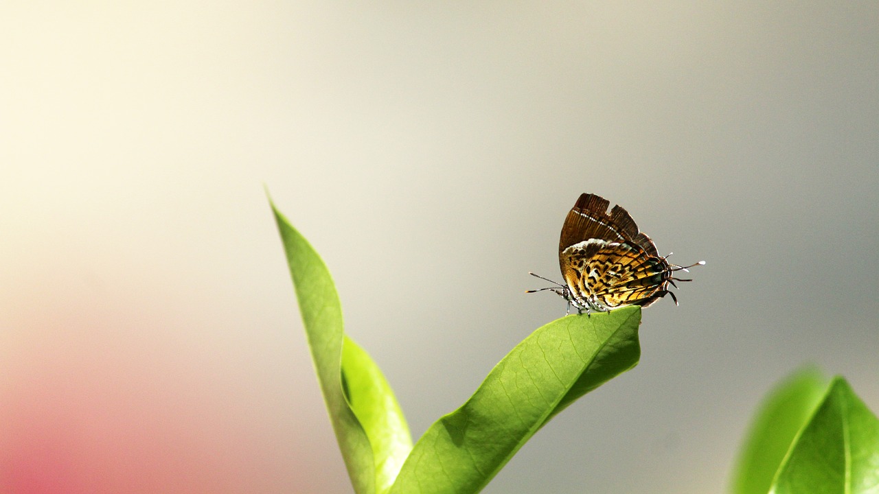 nature  flora  leaf free photo