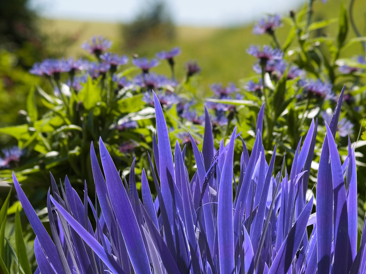 nature  flower  plant free photo