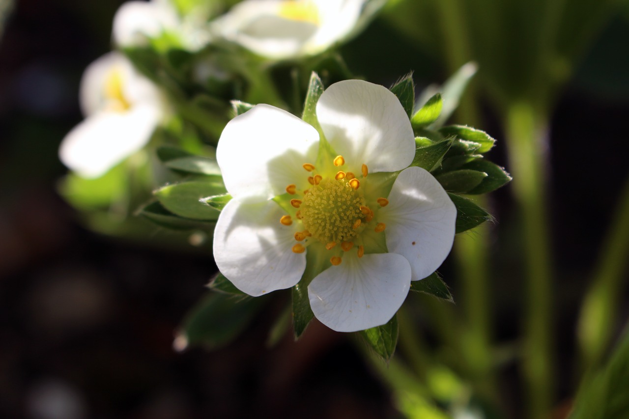 nature  flower  plant free photo