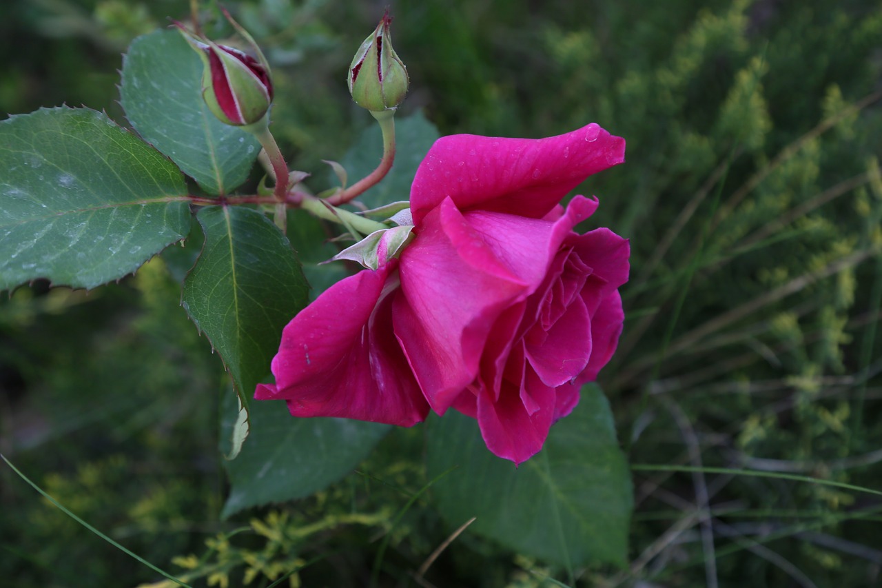 nature  flower  plant free photo