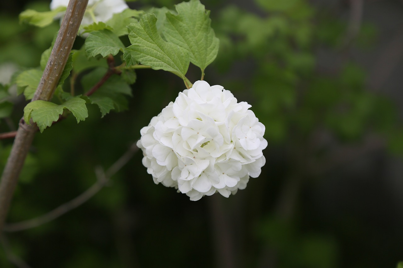 nature  flower  plant free photo