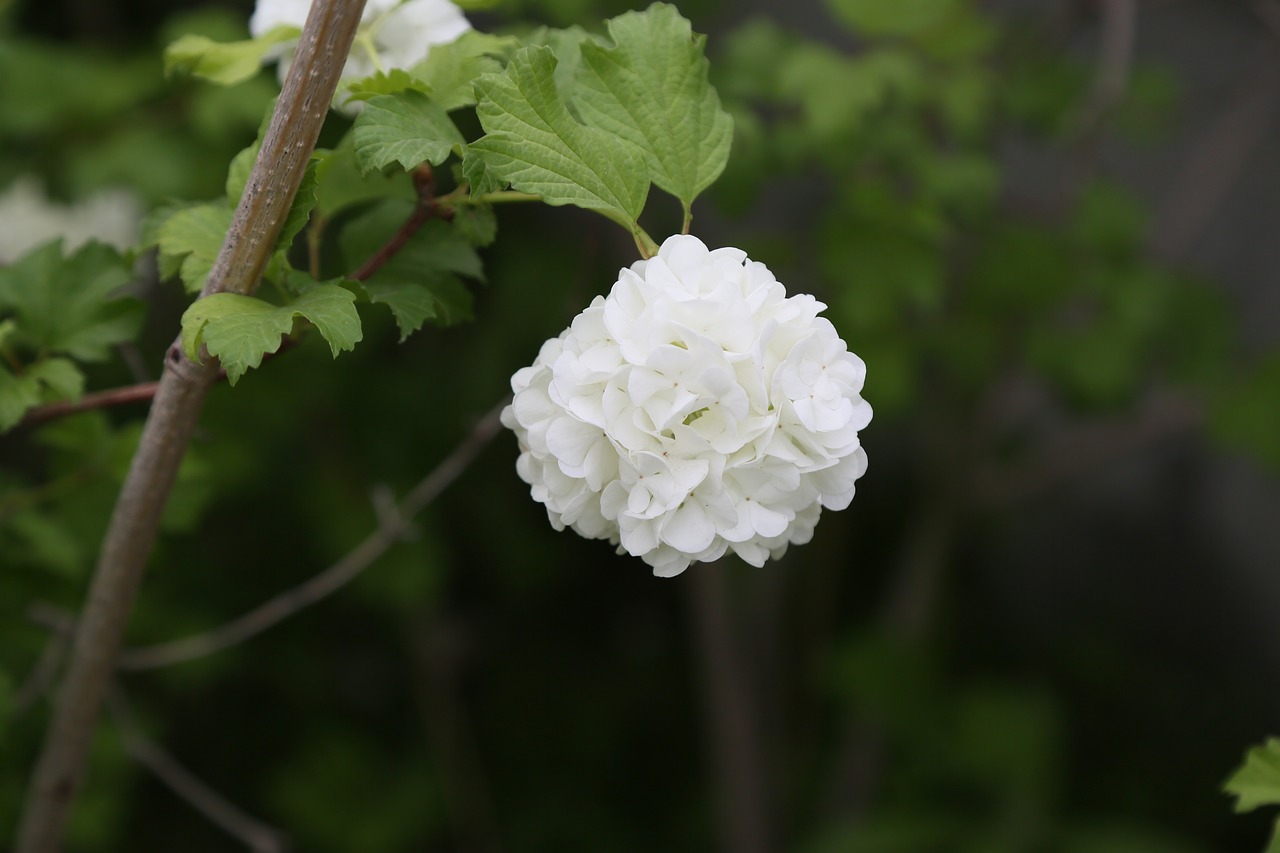 nature  plant  flower free photo