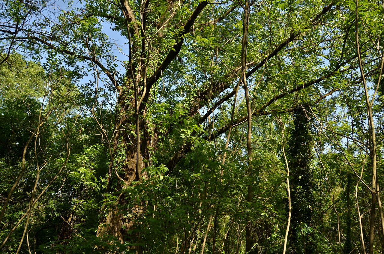 nature  wood  tree free photo