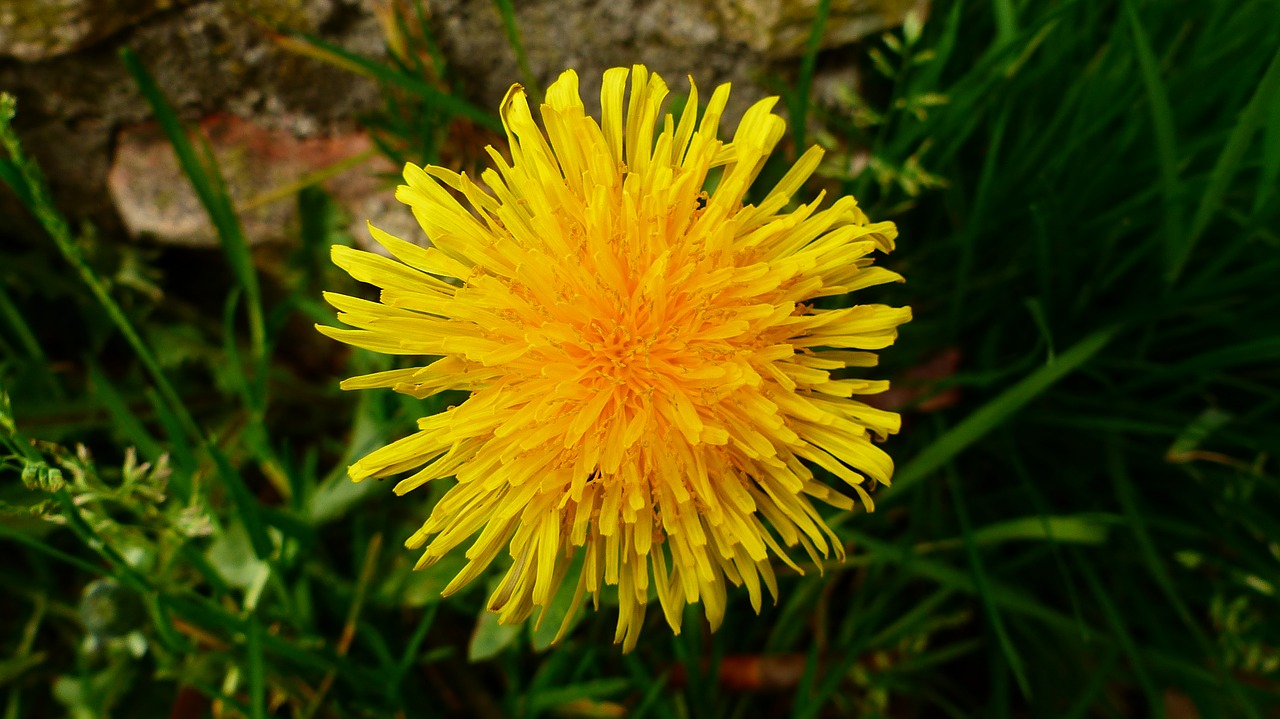 nature  flower  plant free photo