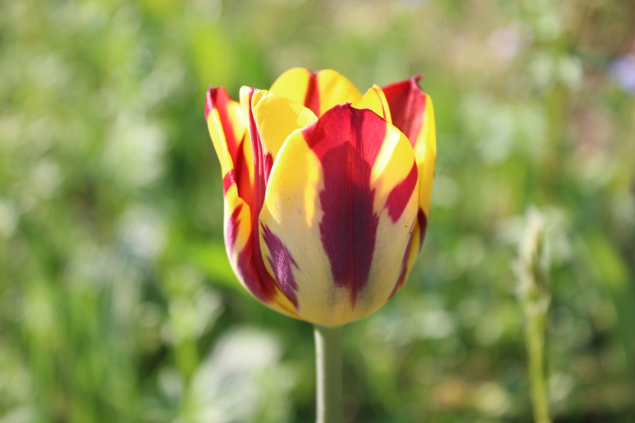 nature  flower  summer free photo