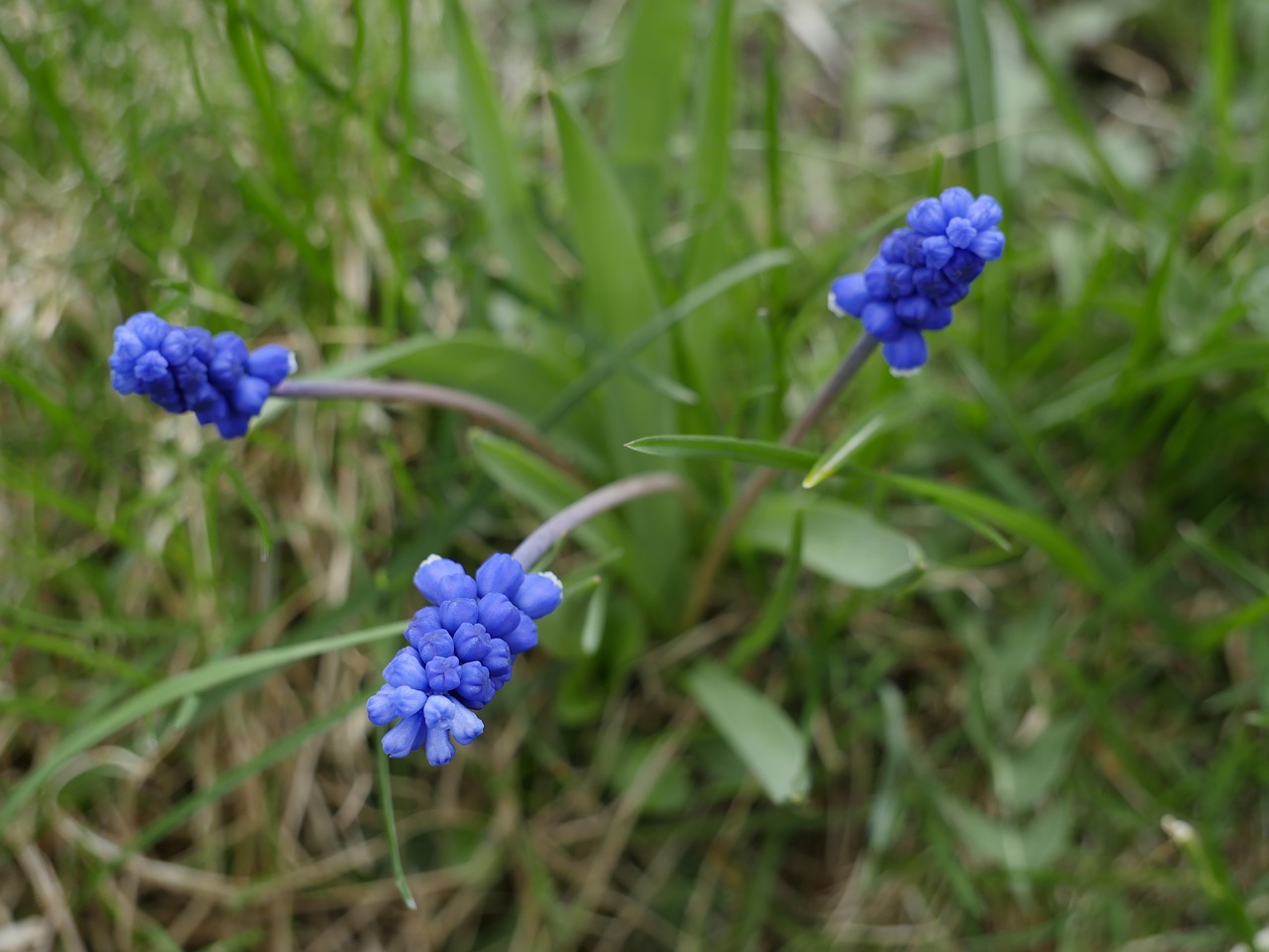 nature  plant  summer free photo