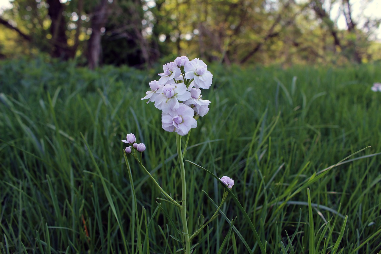 nature  flower  plant free photo