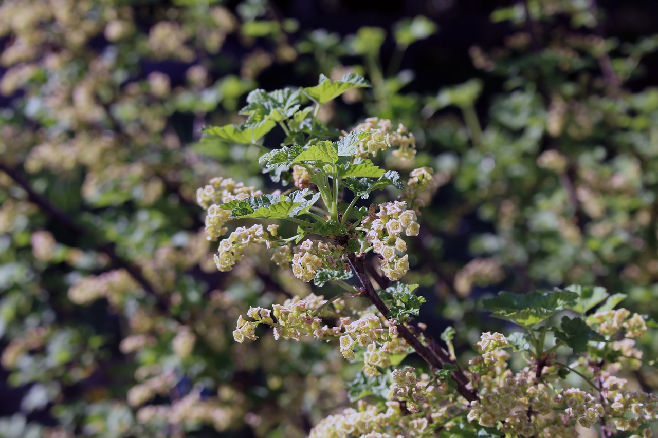 nature  plant  flower free photo