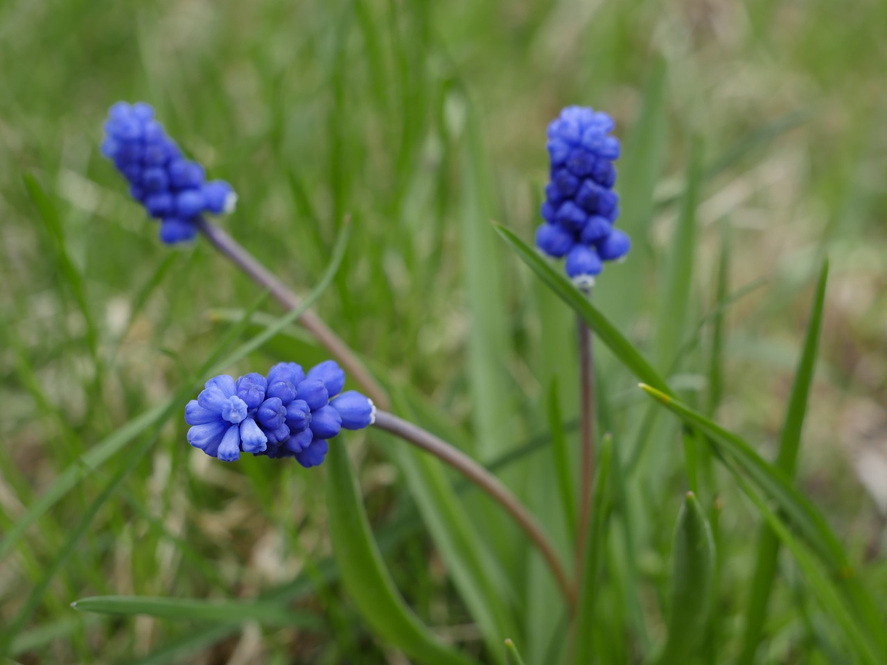 nature  plant  season free photo