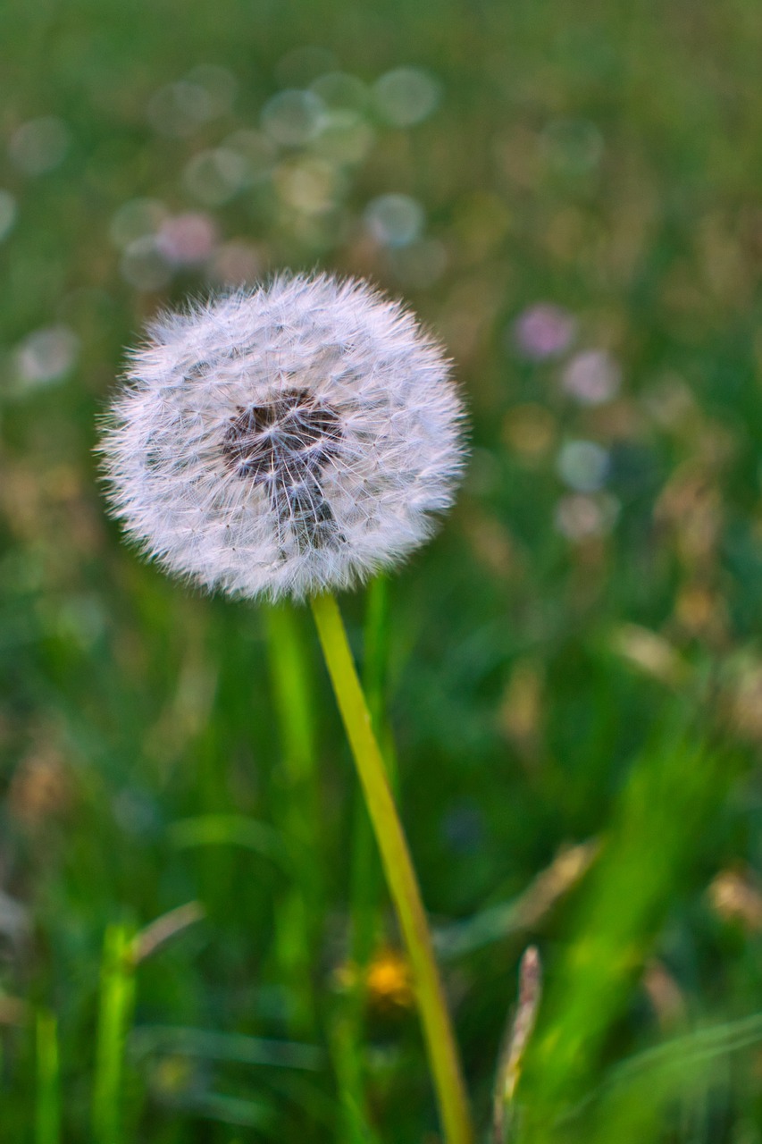 nature  dandelion  plant free photo