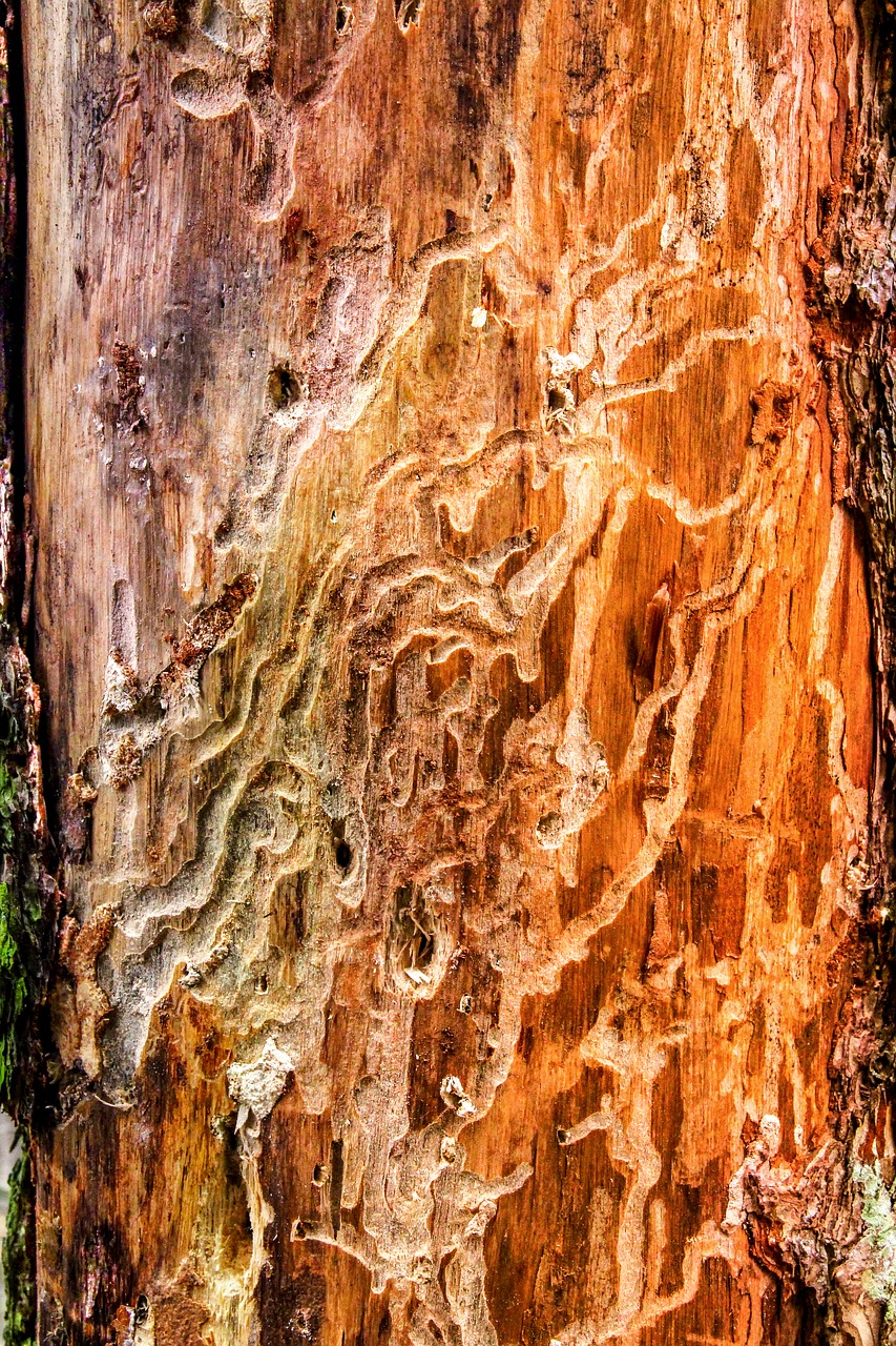 nature  bark beetles  wood worm free photo