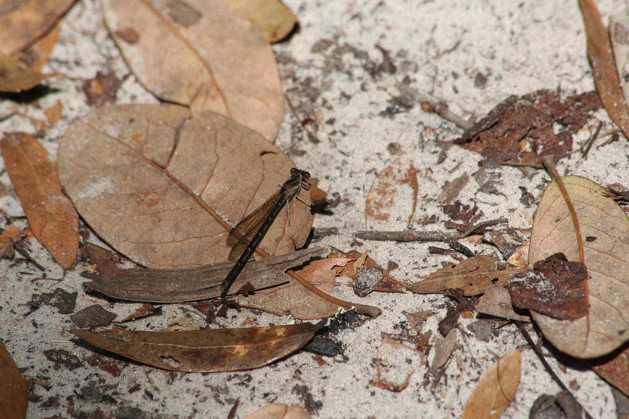 nature  wood  insect free photo