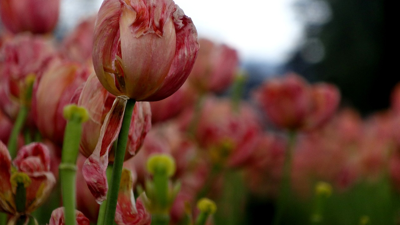 nature  flower  flora free photo