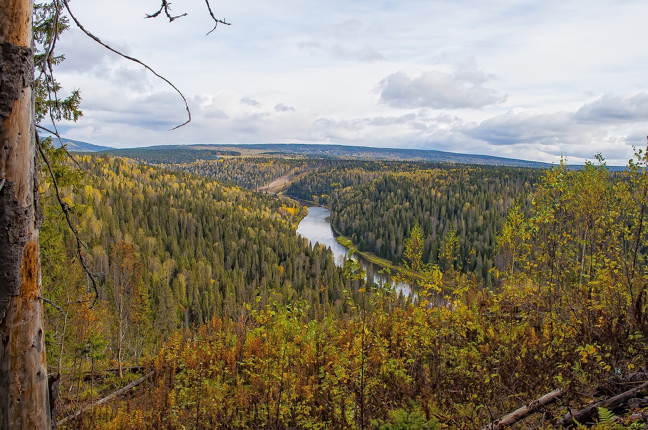 nature  landscape  wood free photo