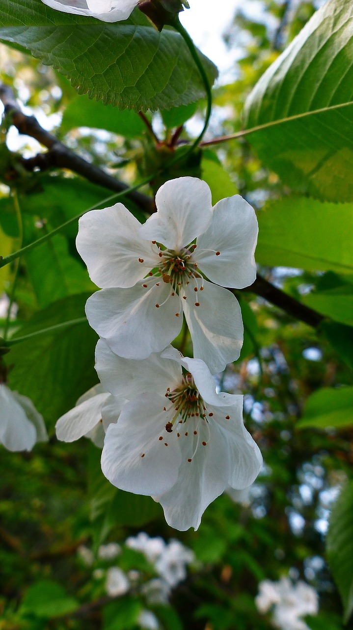 nature  tree  flower free photo