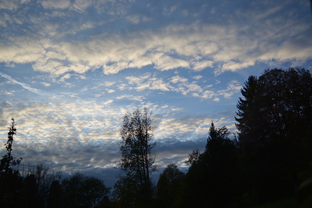 nature  tree  sky free photo