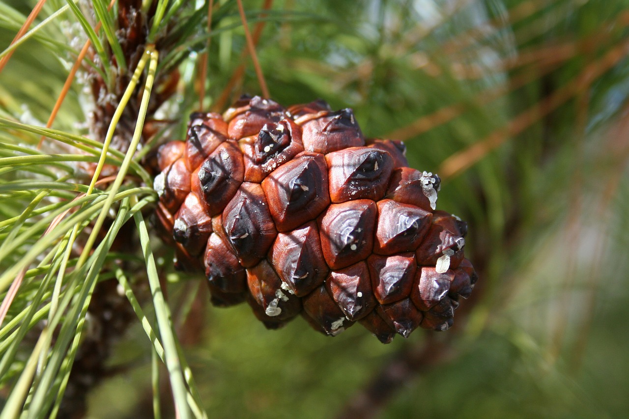 nature  season  branch free photo