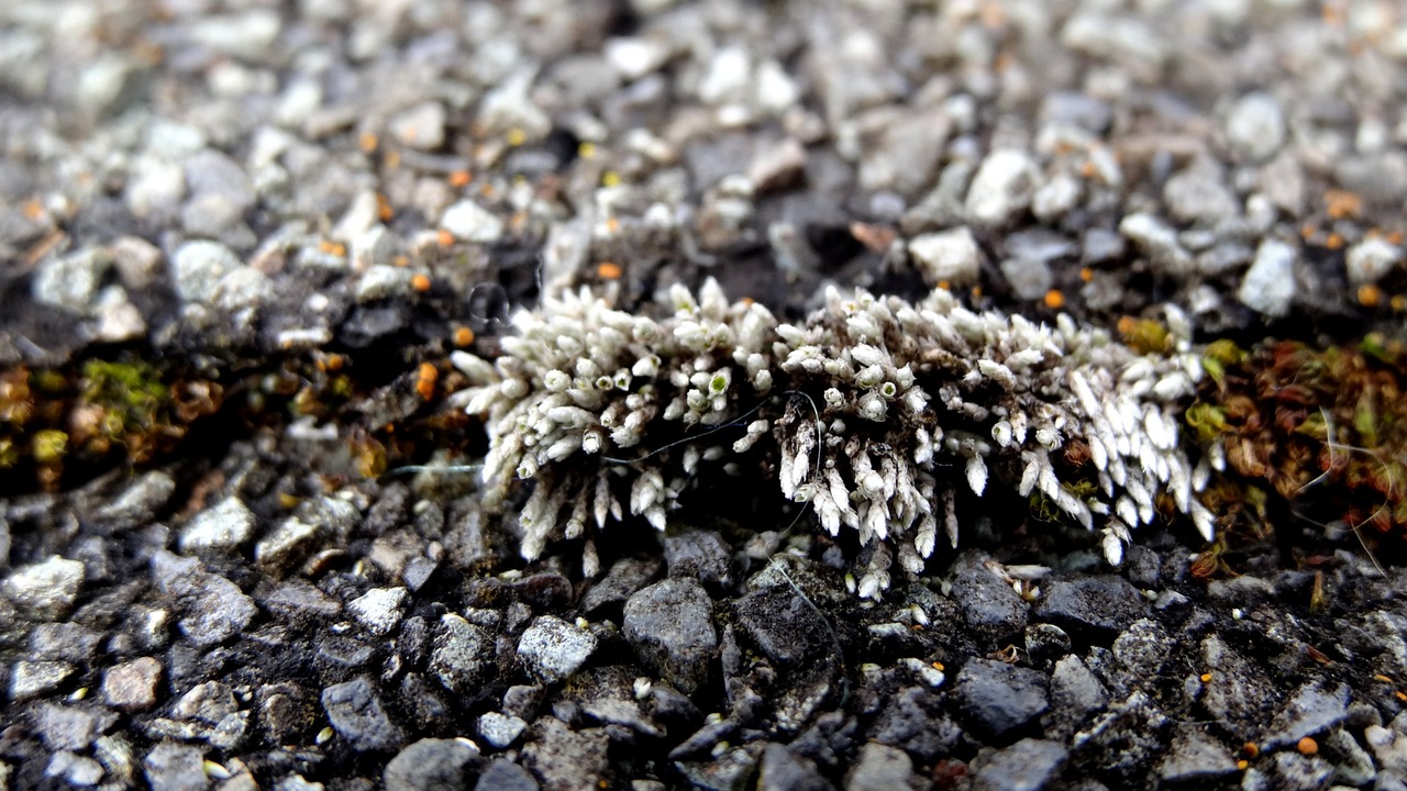 nature  stone  little free photo