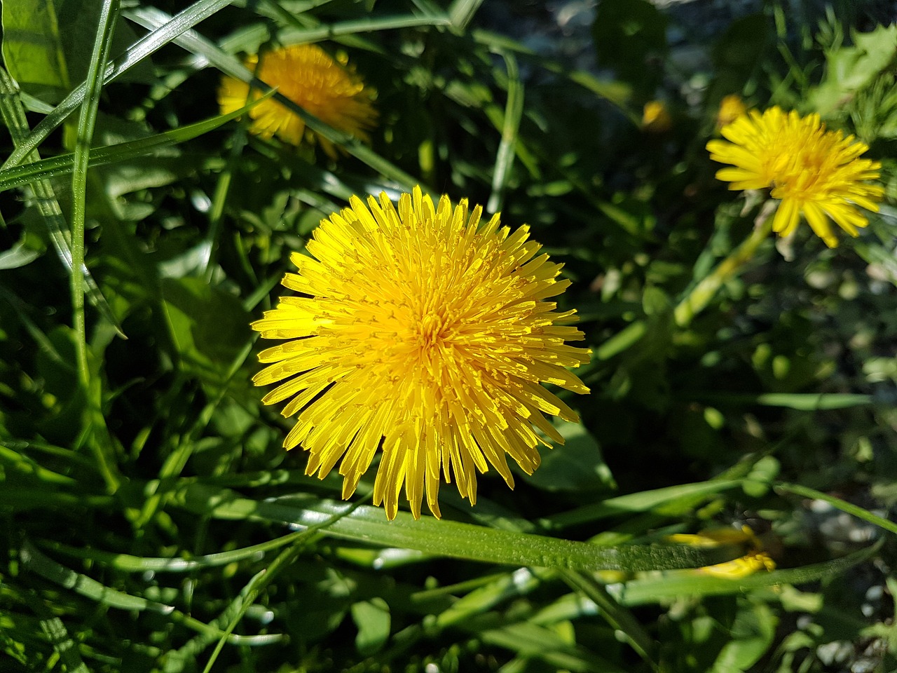 nature  flower  summer free photo