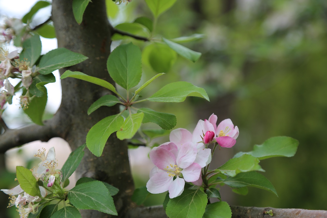 nature  tree  flower free photo