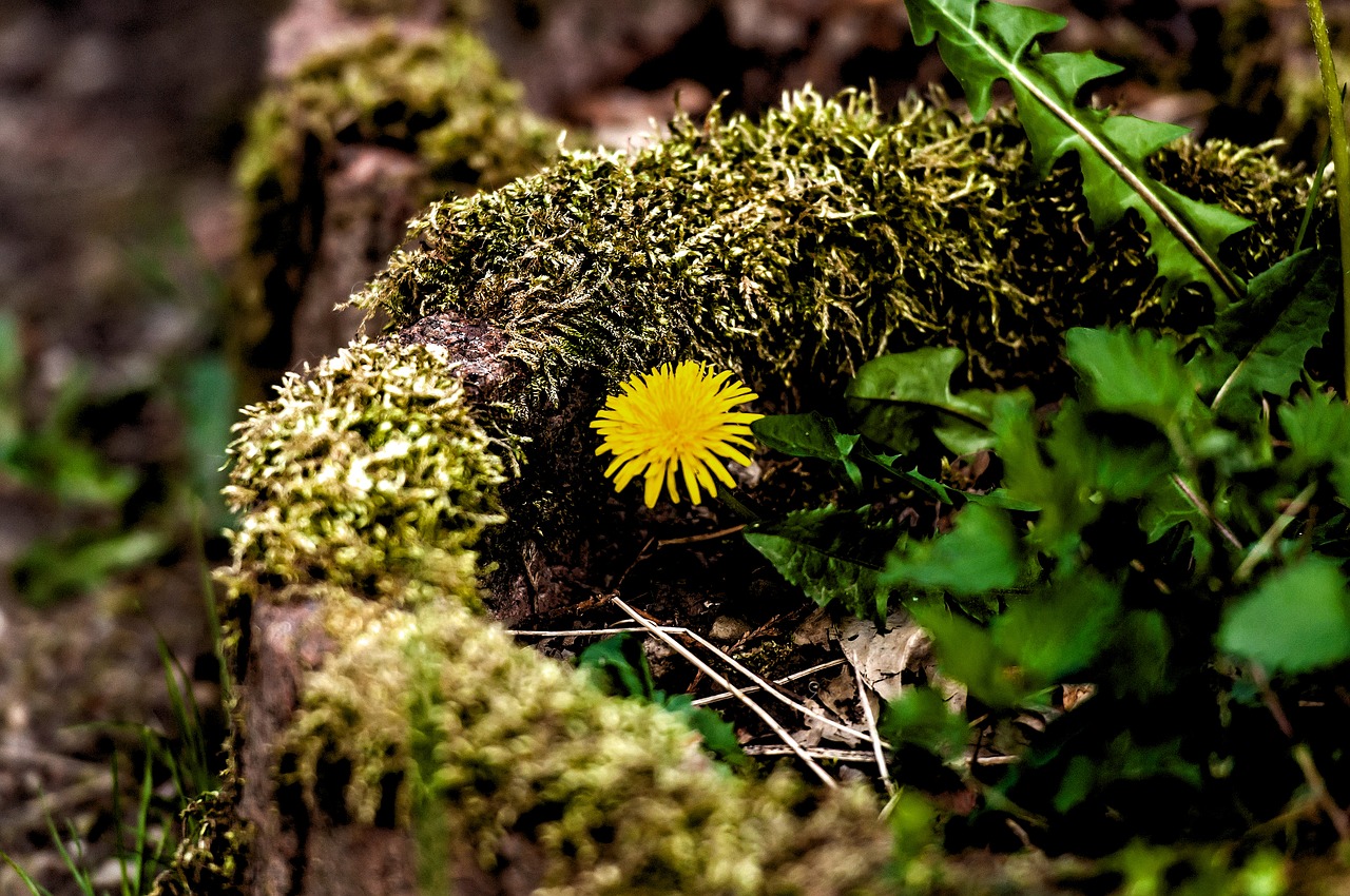 nature  plant  leaf free photo