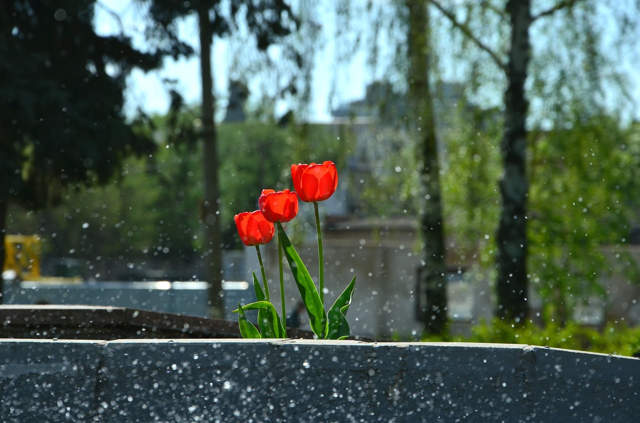 nature  flower  plant free photo