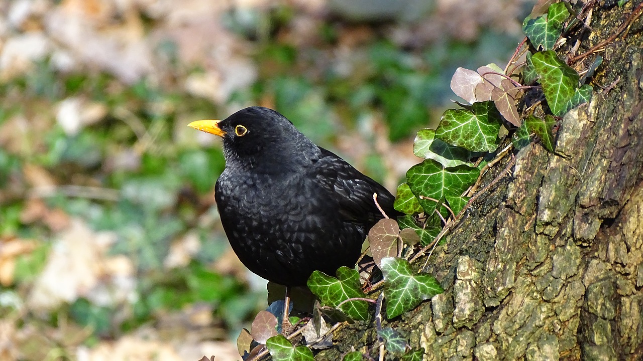 nature  birds  at the court of free photo