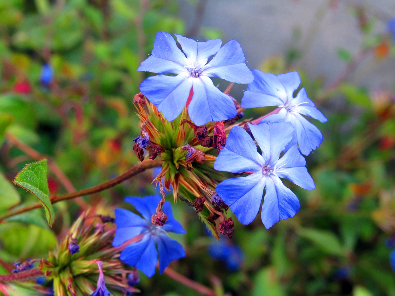 nature  flower  plant free photo