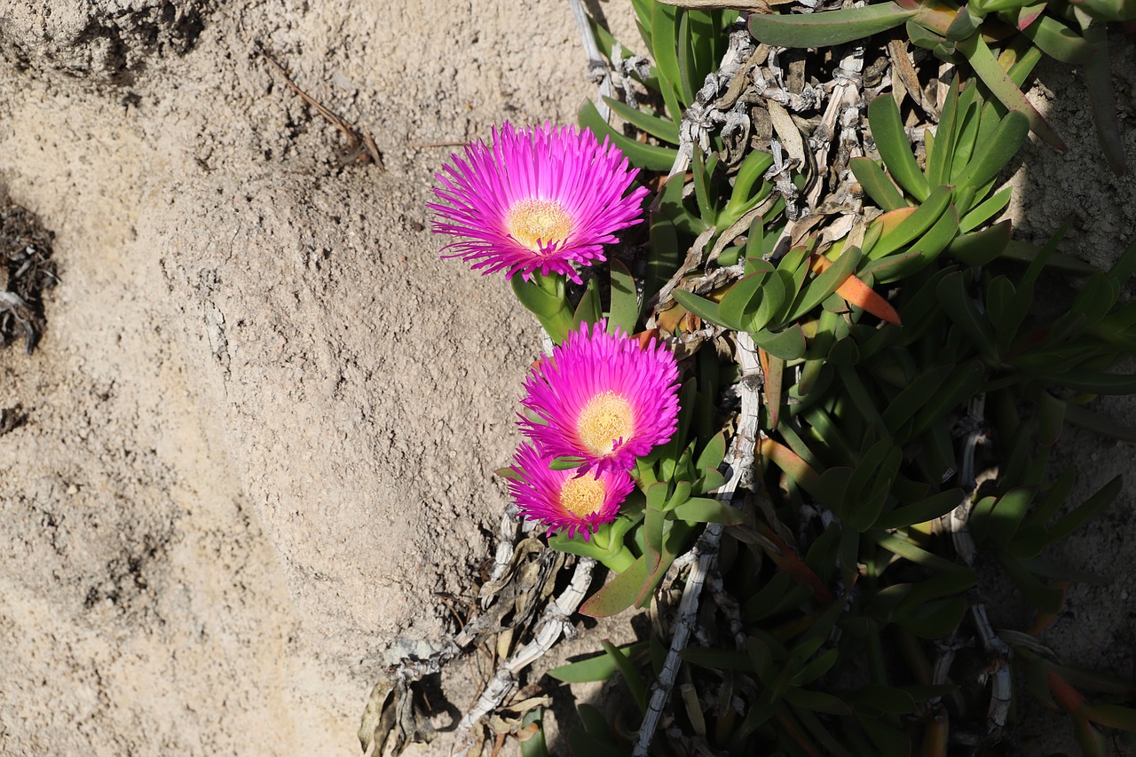 nature  plant  flower free photo