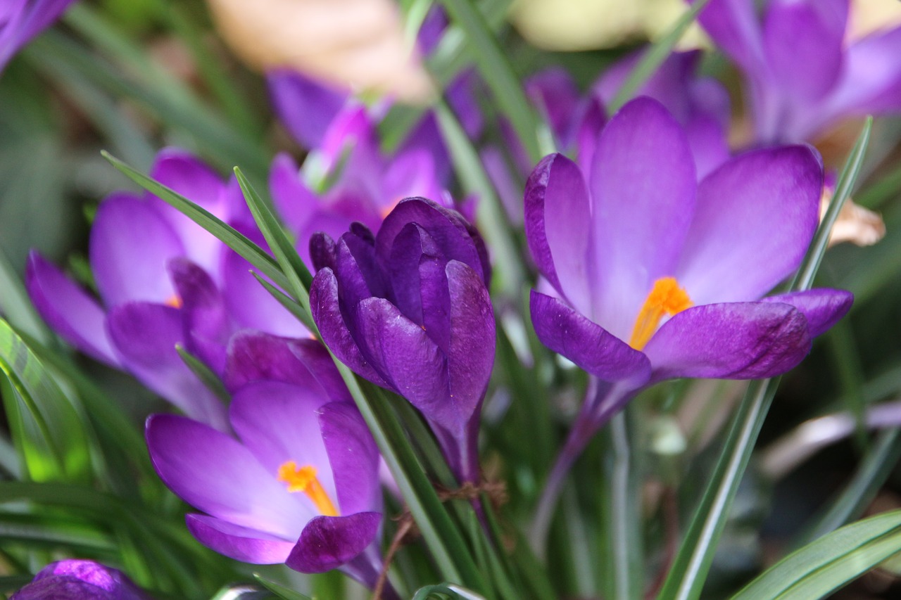 nature  flower  plant free photo