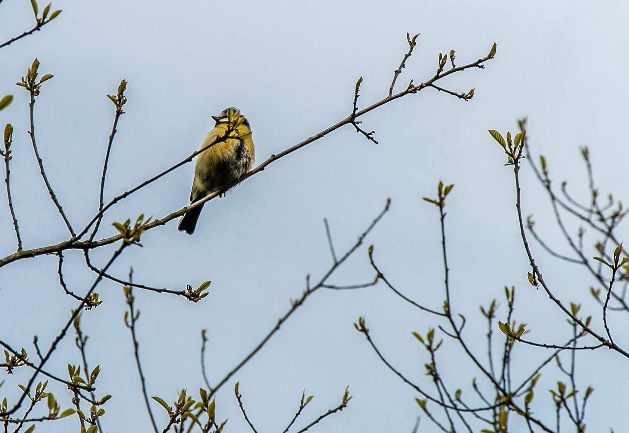 nature  bird  tree free photo