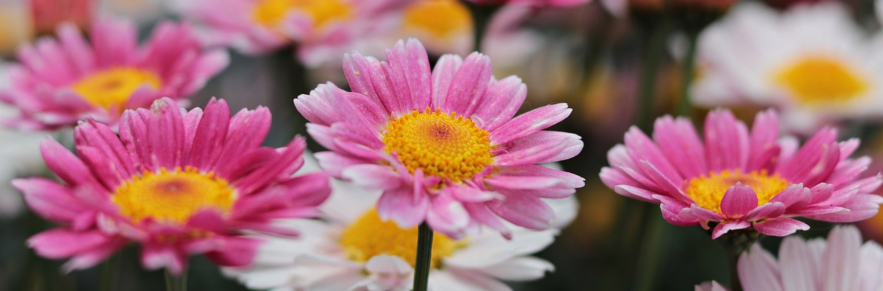 nature  plant  flowers free photo