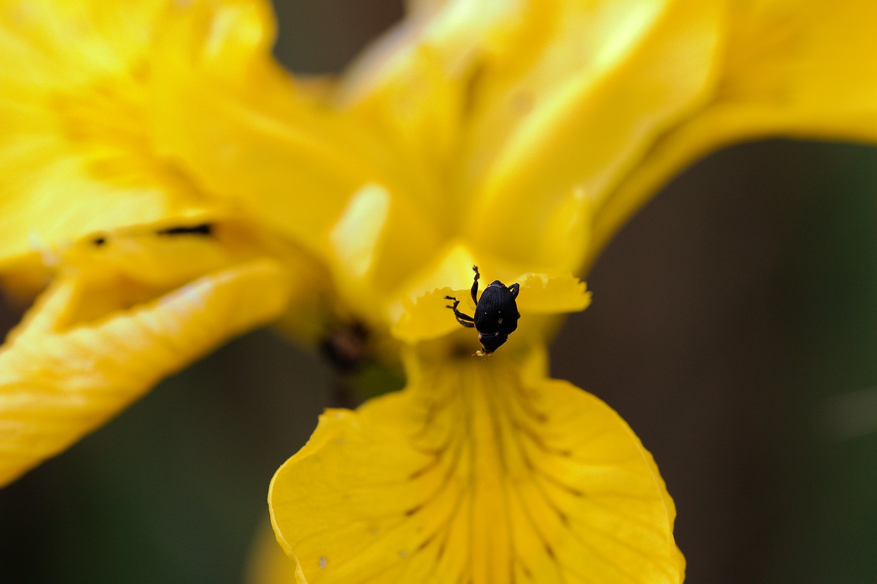 nature  flower  plant free photo