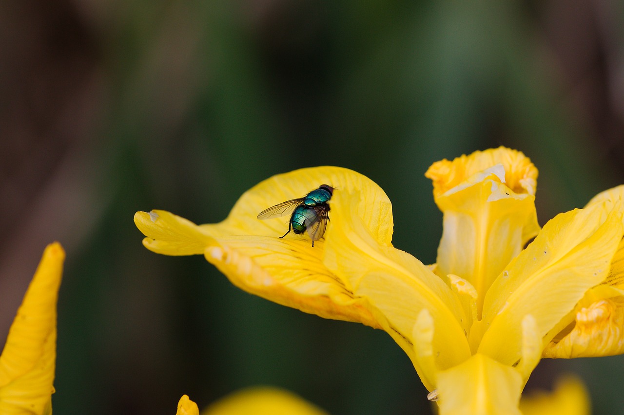 nature  flower  plant free photo