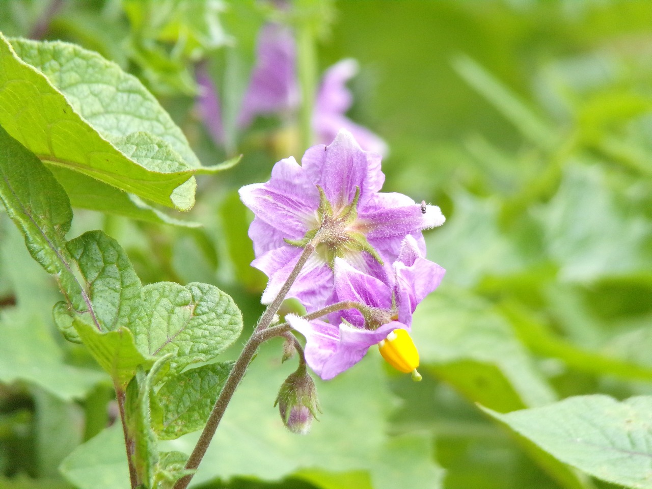 nature  leaf  plant free photo