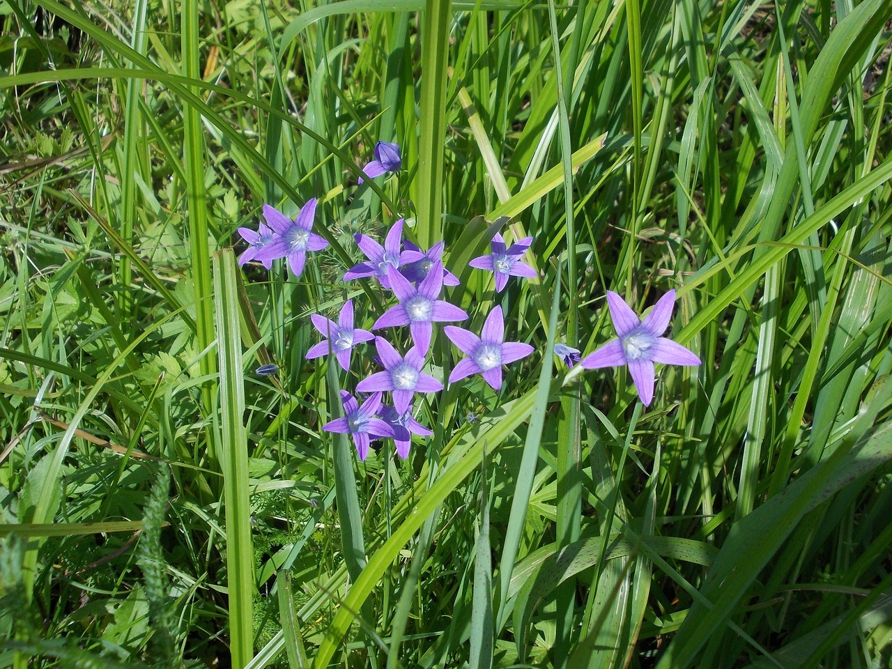 nature  grass  summer free photo