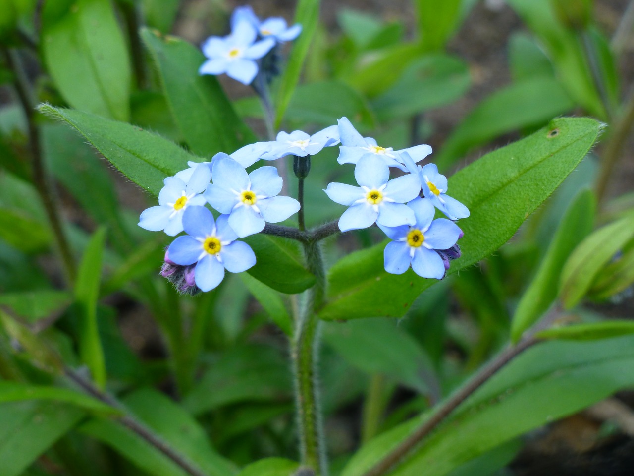 nature  leaf  plant free photo