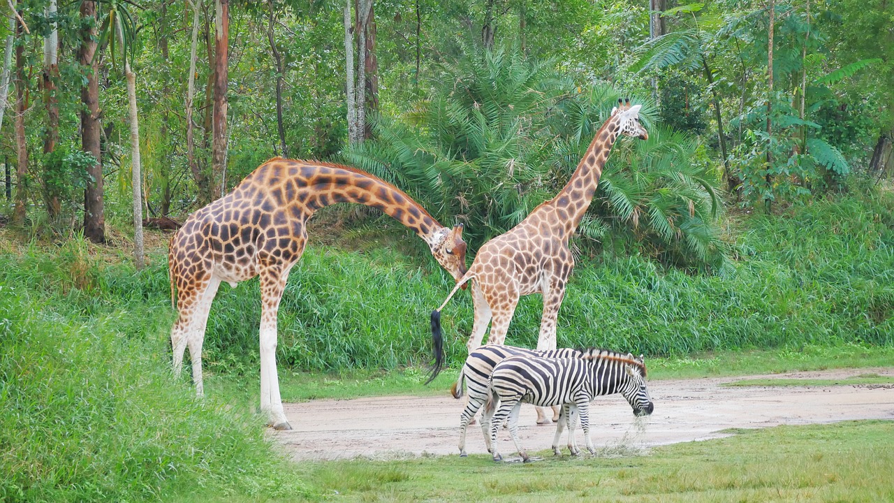 nature  wildlife  giraffe free photo