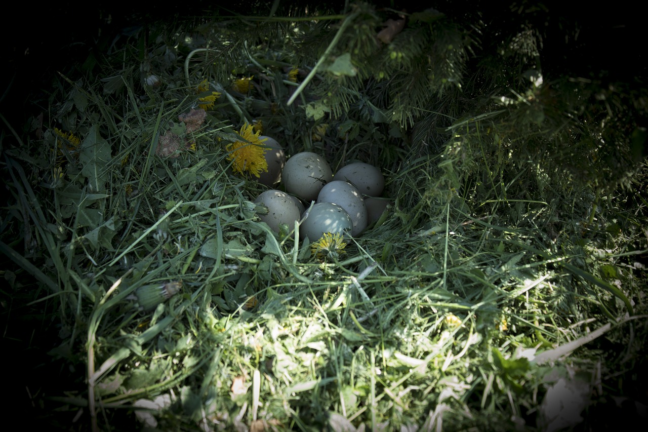 nature  pheasant  eggs pheasant free photo