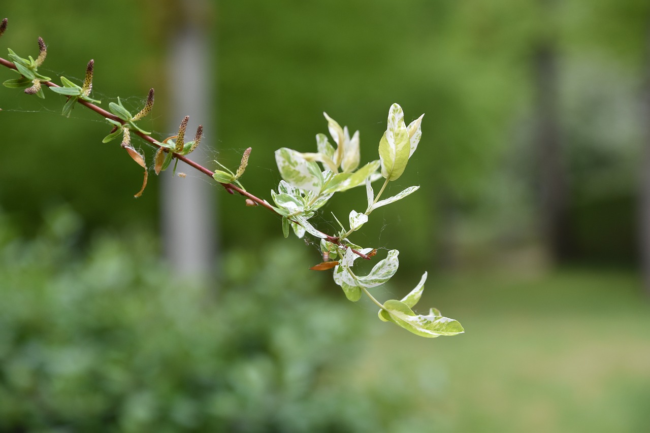 nature  plant  leaf free photo