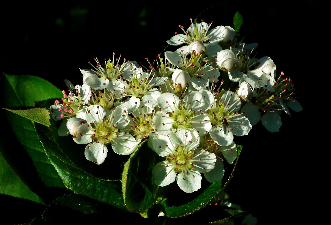 nature  flower  aronia free photo