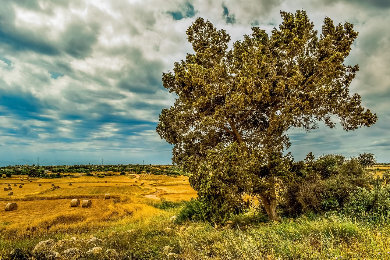 nature  tree  landscape free photo