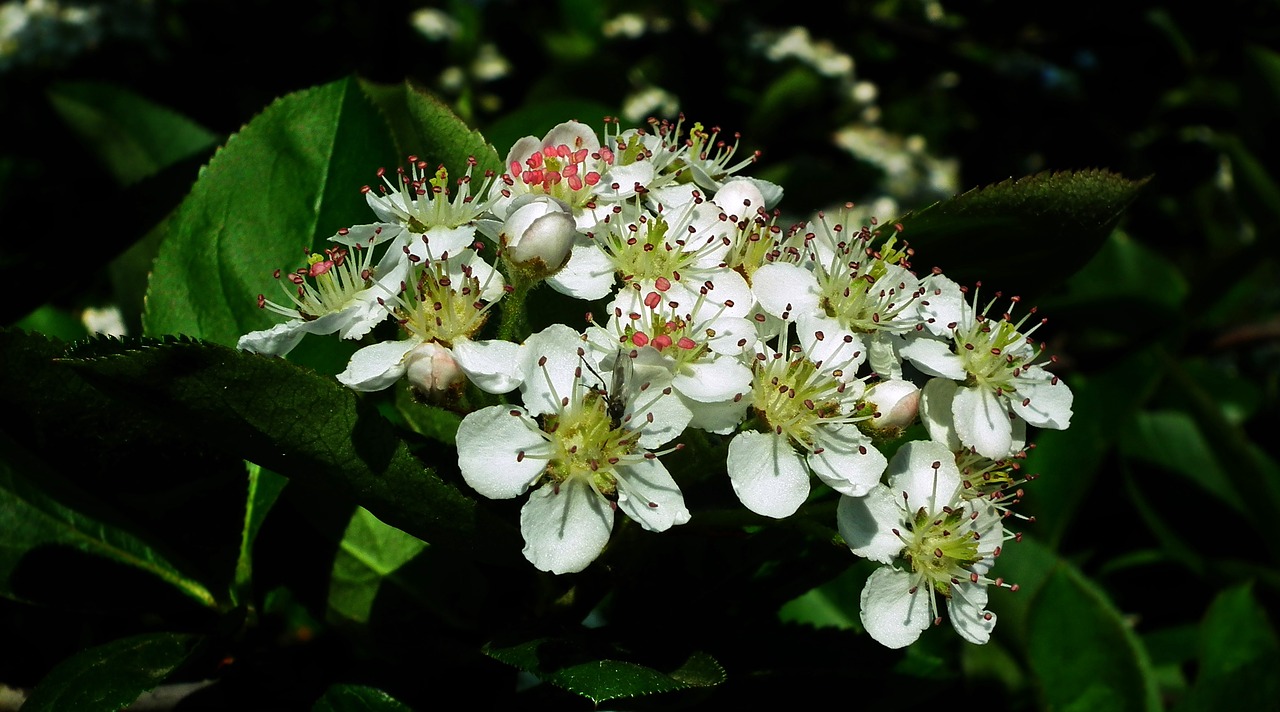 nature  aronia  sprig free photo