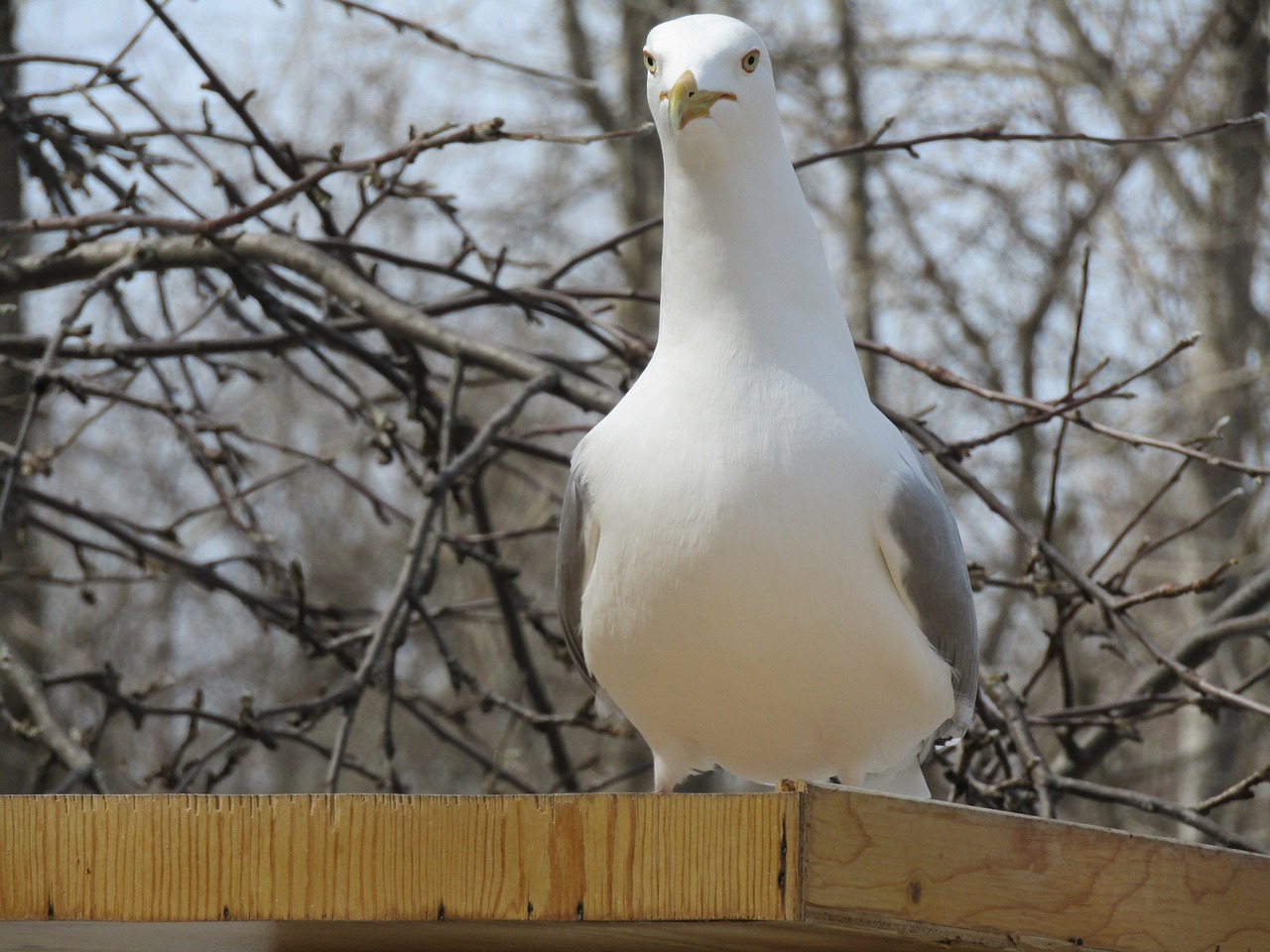 nature  bird  animal free photo