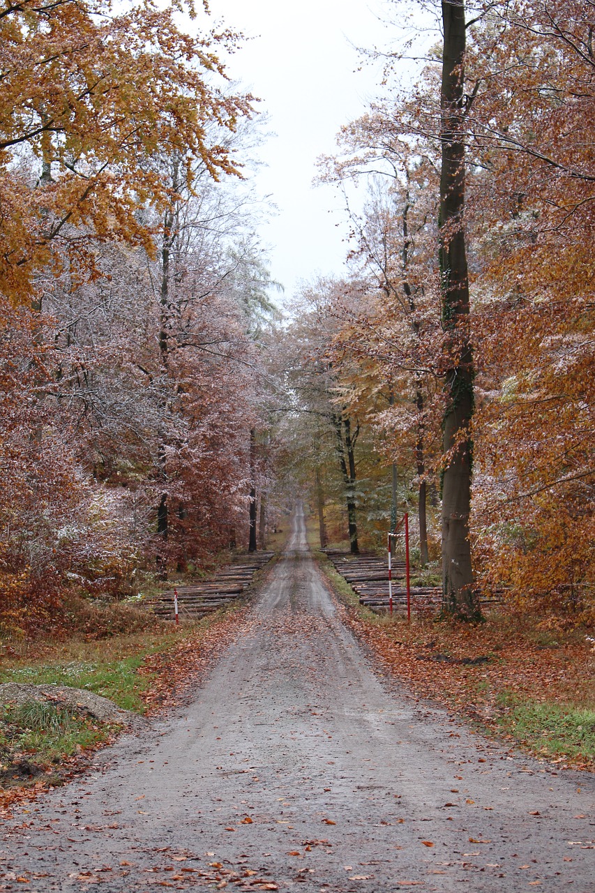 nature  tree  autumn free photo