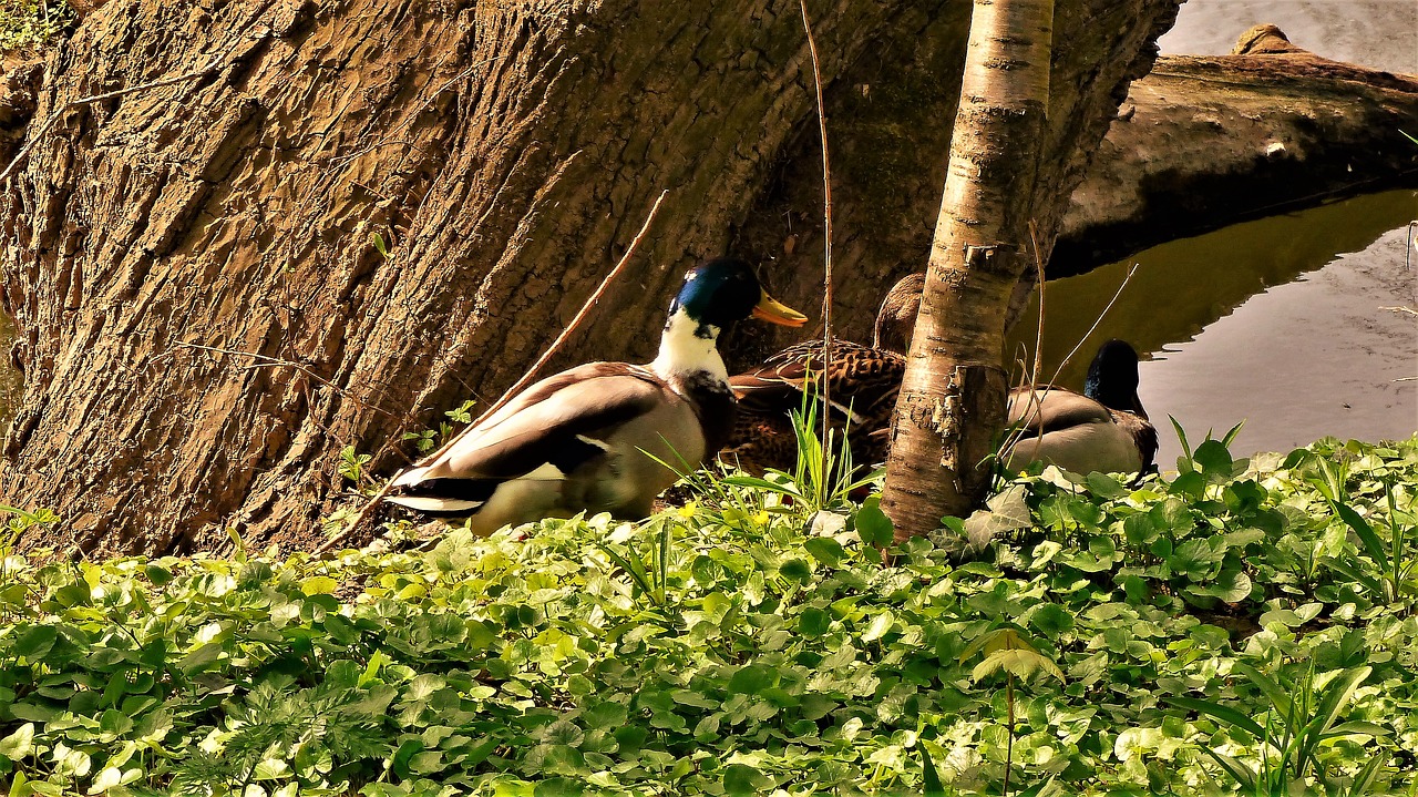 nature  bird  outdoor free photo