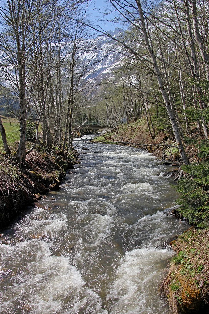 nature  wood  waters free photo