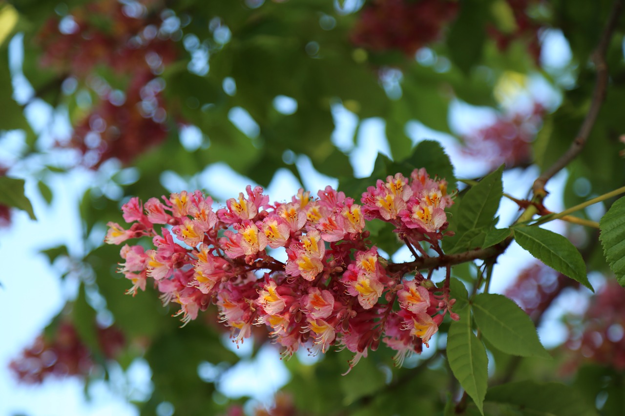 nature  tree  plant free photo