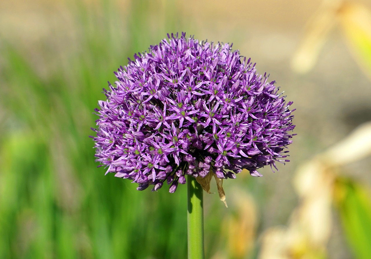 nature  plant  flower free photo