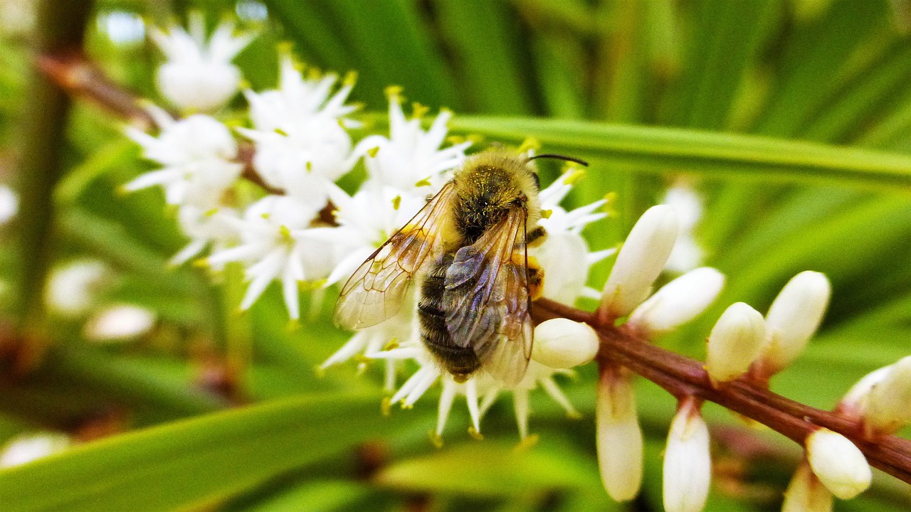 nature  flower  bee free photo